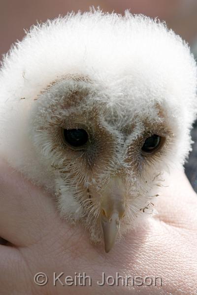 Barn Owl Chick.jpg